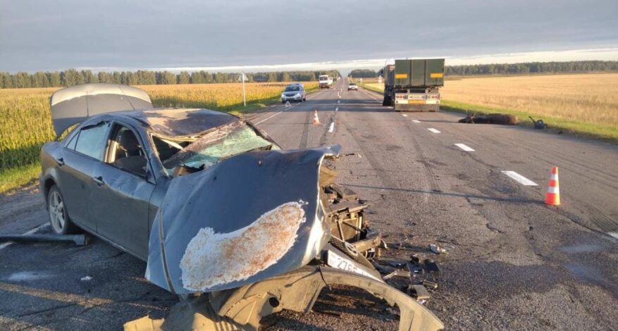 В Гомельской области Mazda6 совершила наезд на лося. Пострадал пассажир